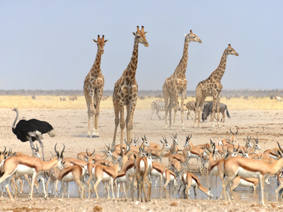 etosha_national_park