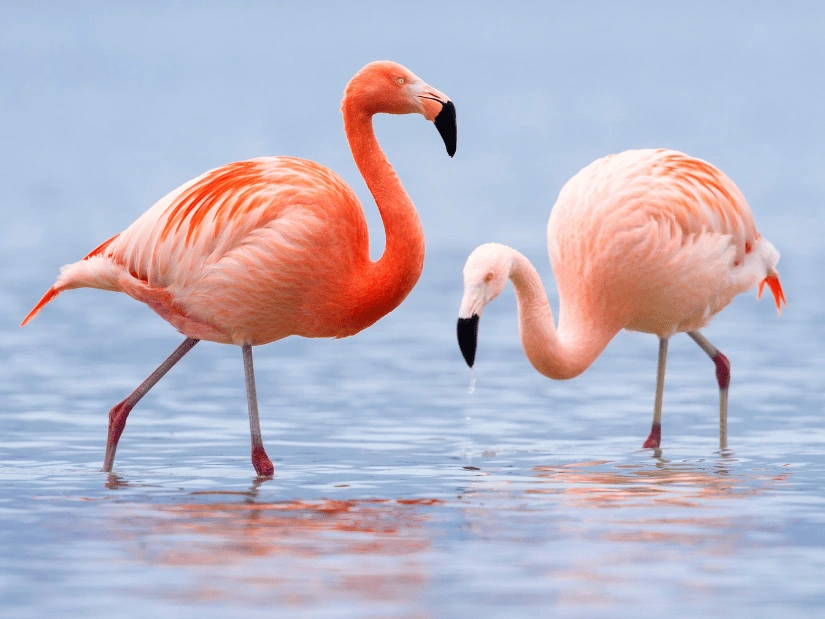 flamingos-