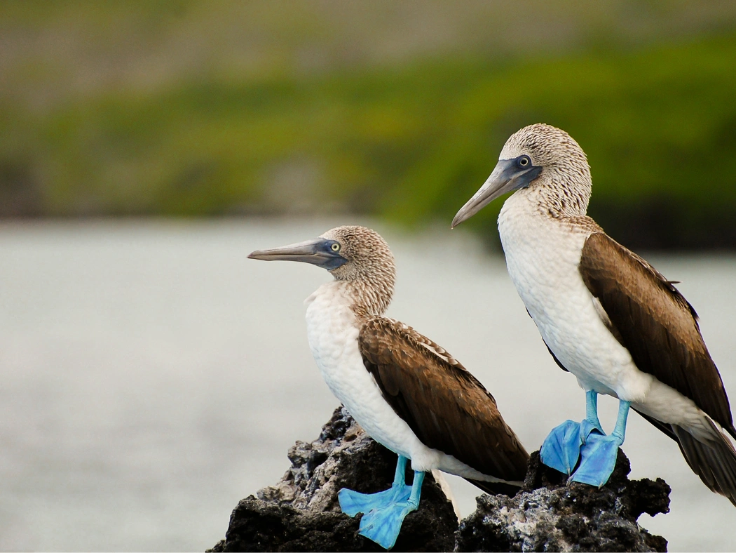 Galapagos__