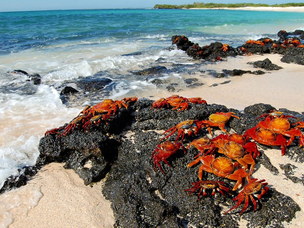 Galapagos_crabs