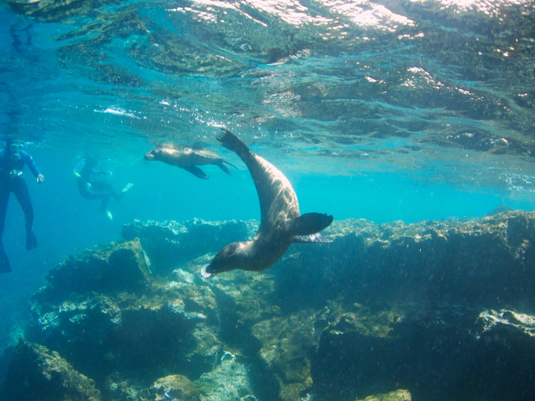 Galapagos_sea_lion