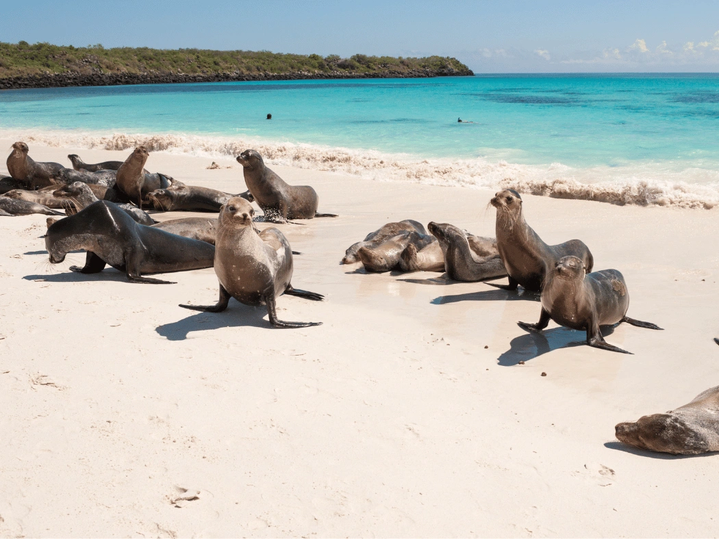 Galapagos_Sea_Lions