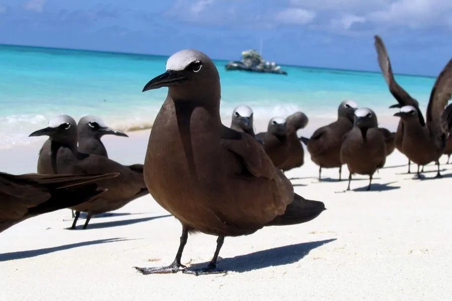 galapagosbirds-brownnoddy2