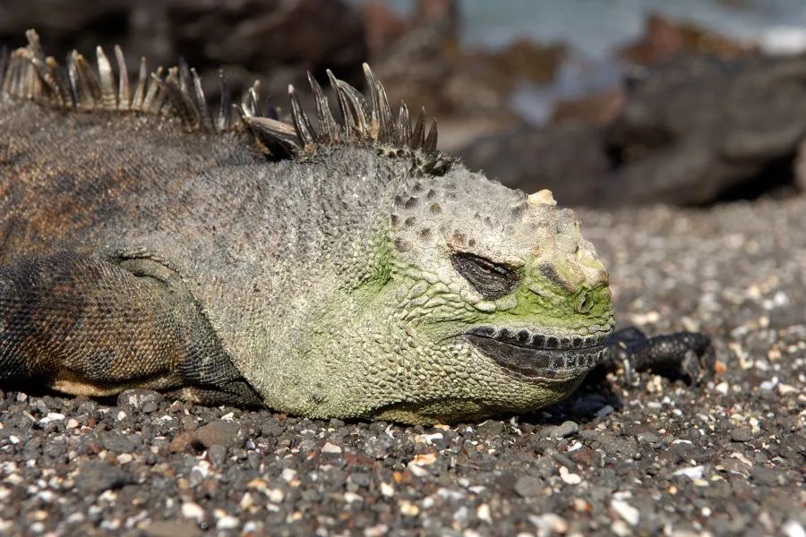 galapagosreptiles-marineiguana5