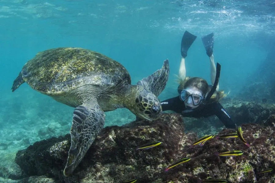 Galapagos, snorkelling