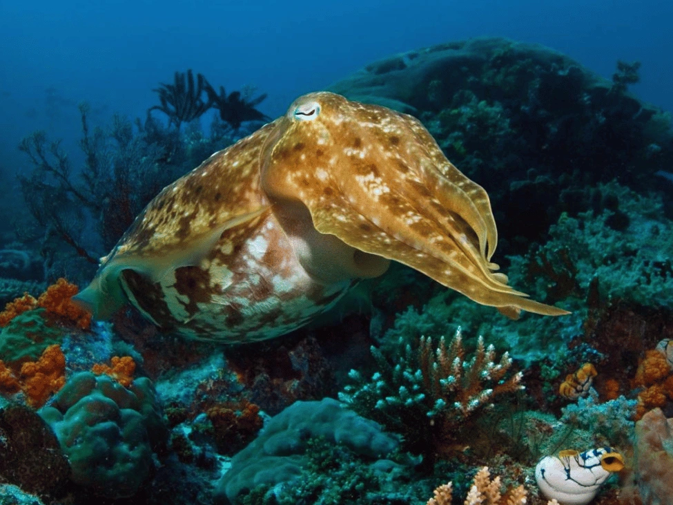 Gangga_Island_Snorkeling_Indonesia