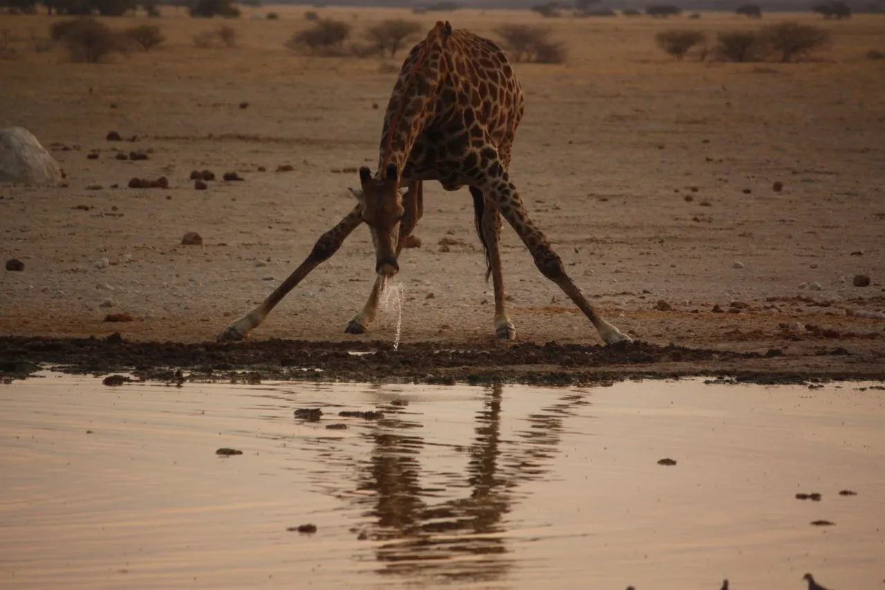 giraffa_modificata