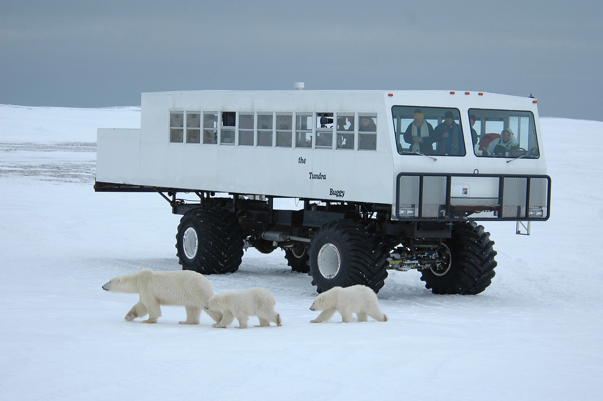 Il_tundra_Buggy