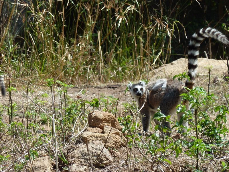 img_element_12063_introduzione-alla-fauna-del-madagascar