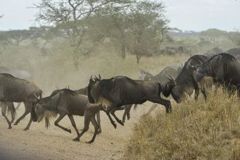 img_element_13799_migration-luxury-safari