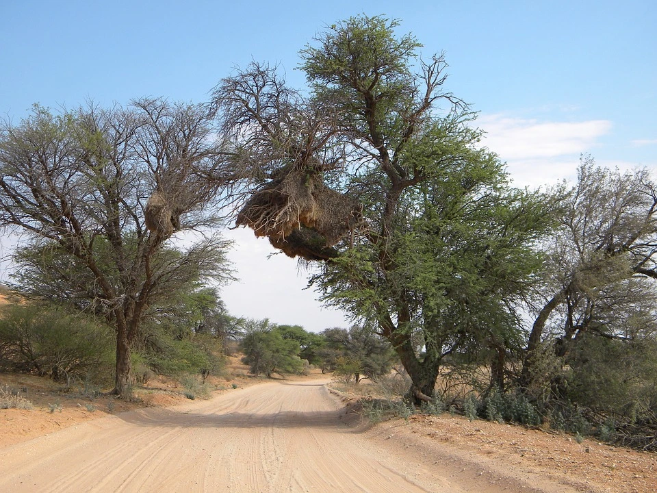 Namibia, Parco Nazionale del Kgalagadi