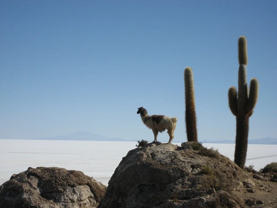 Bolivia, Lama e cactus al Salar de Uyuni