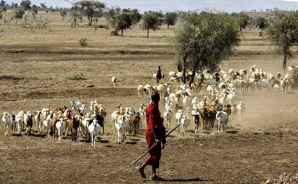 maasai-herdsman-802888_960_720