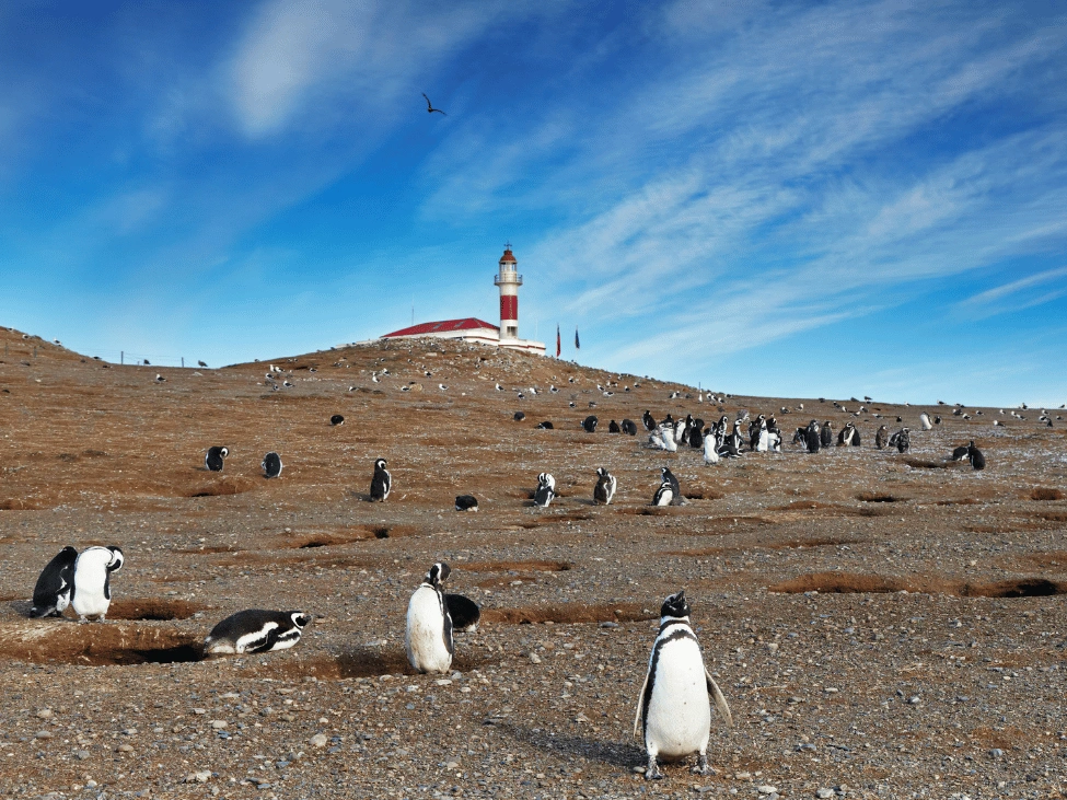 magdalena_penguins