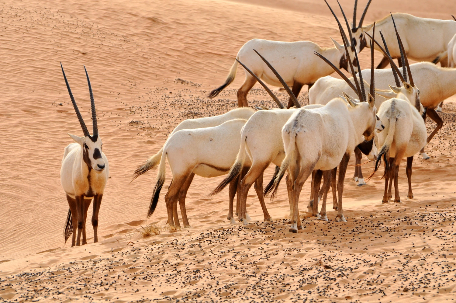 Deserto, fauna