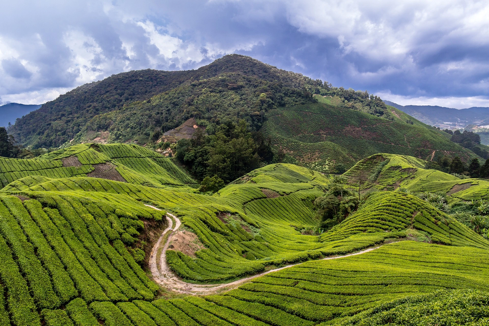 Cameron Highlands, piantagioni di tè