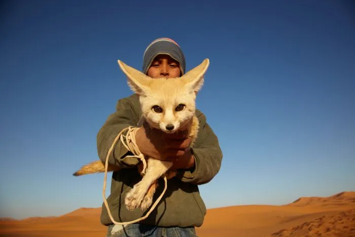 Marocco_fennec_animal_merzouga