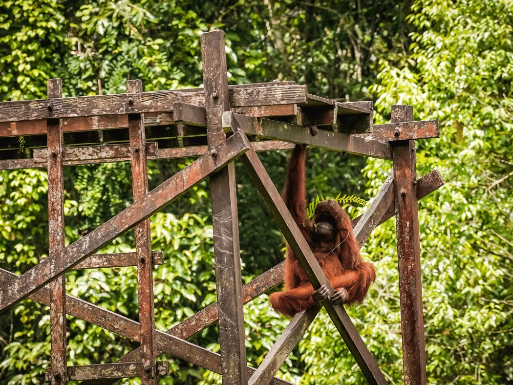 Matang_Wildlife_Center