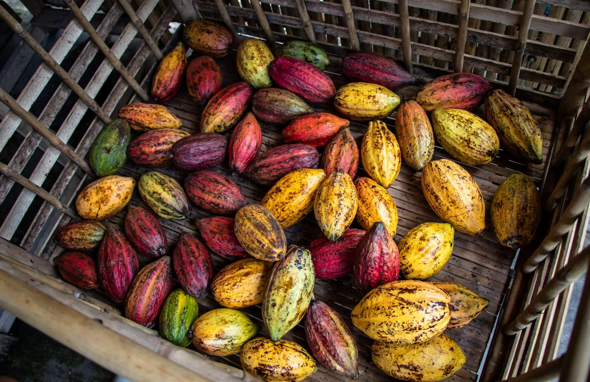 mekong_delta_fruit