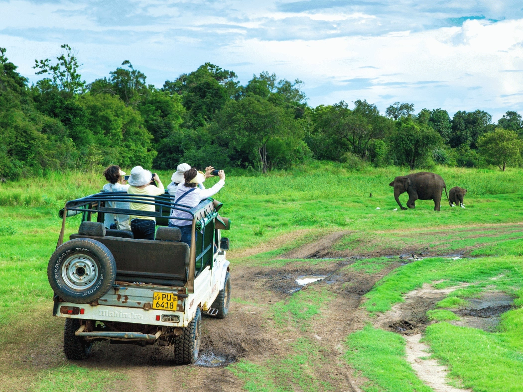 minneriya_safari_sri_lanka