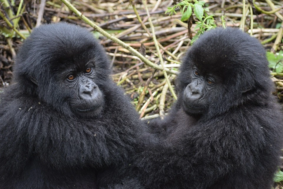 mountain-gorilla-3560377_960_720