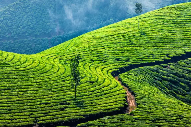 Munnar_places