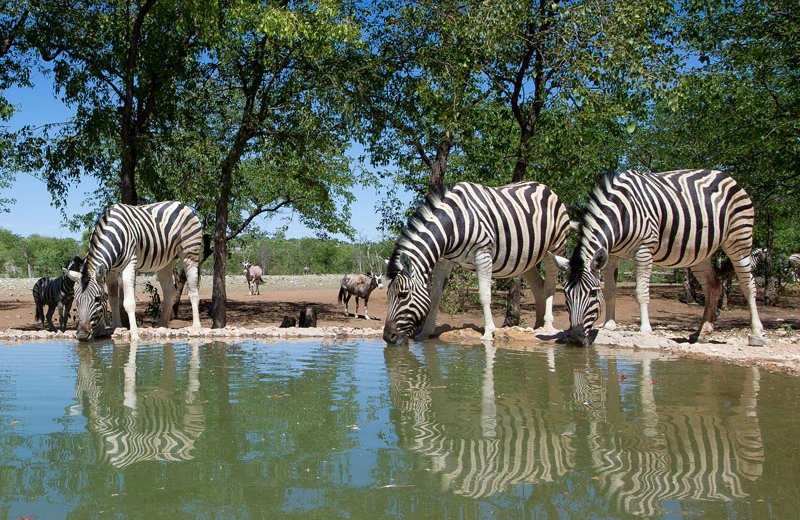 Ongava, pozza con le zebre