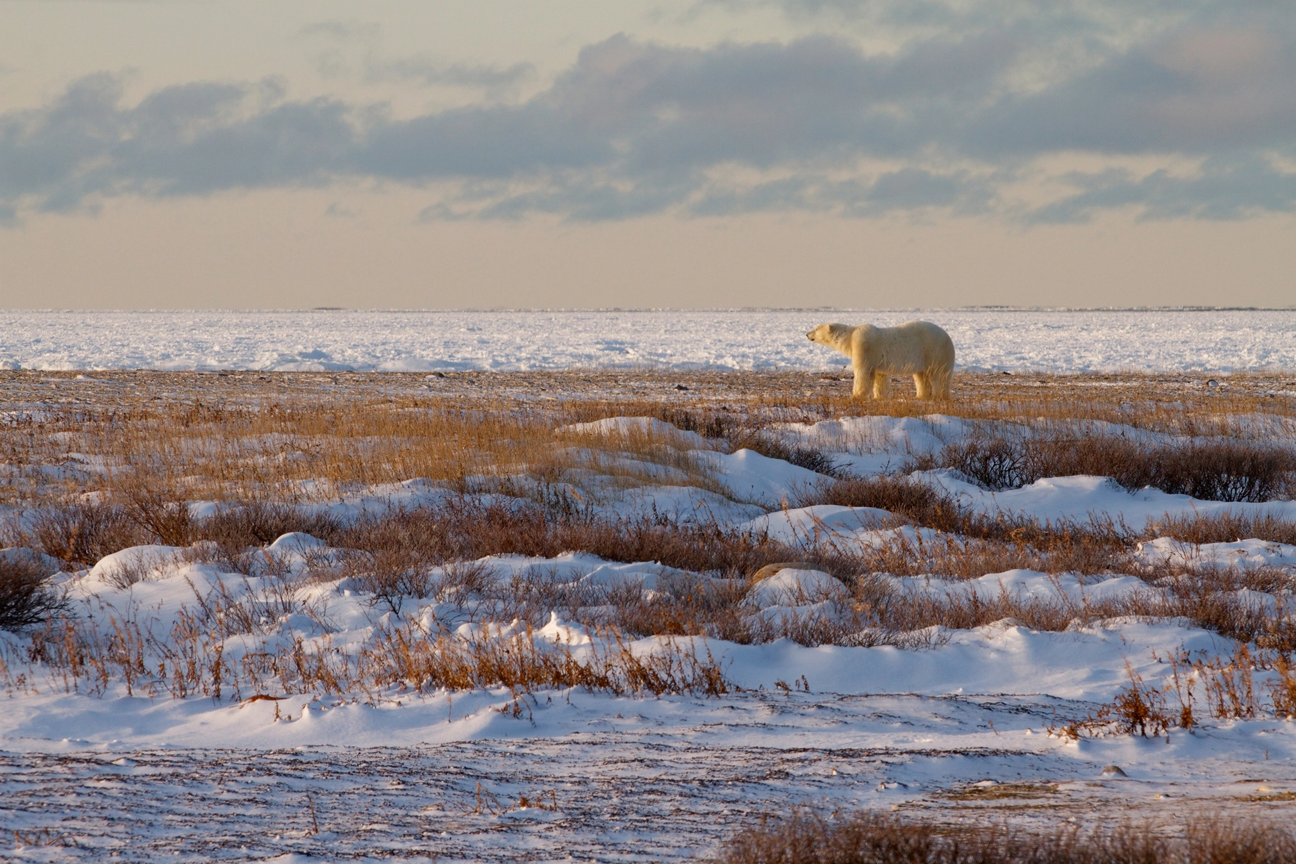 Paesaggio_con_orso_polare