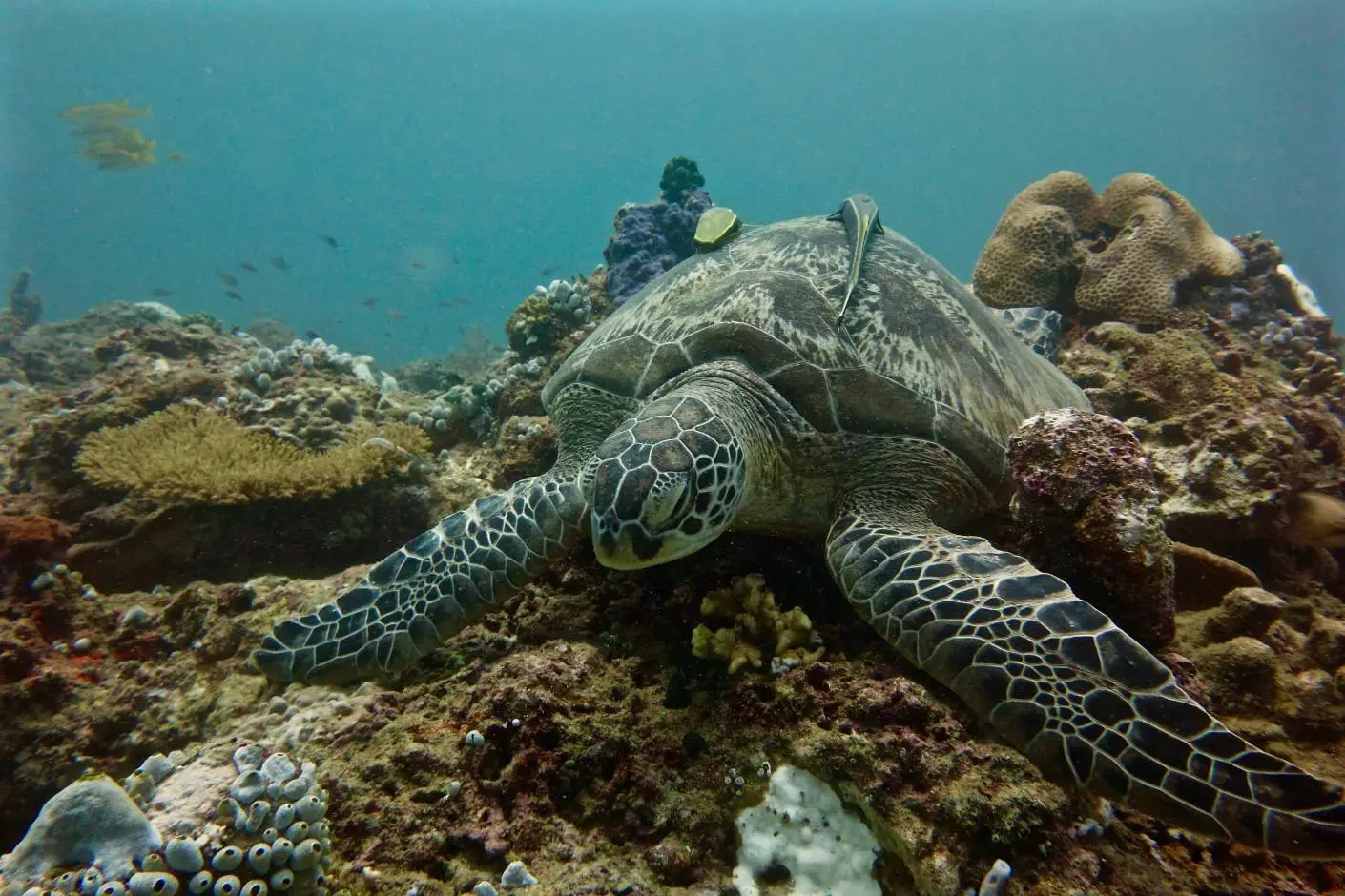 Perenthian_Island_Resort_turtles