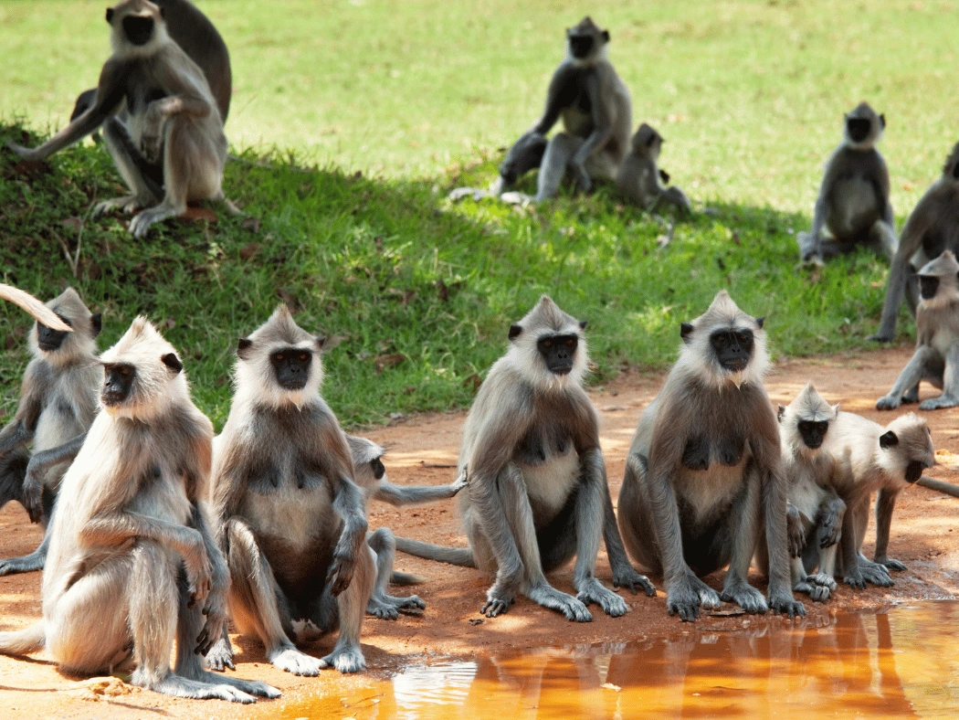 primate_center_sri_lanka