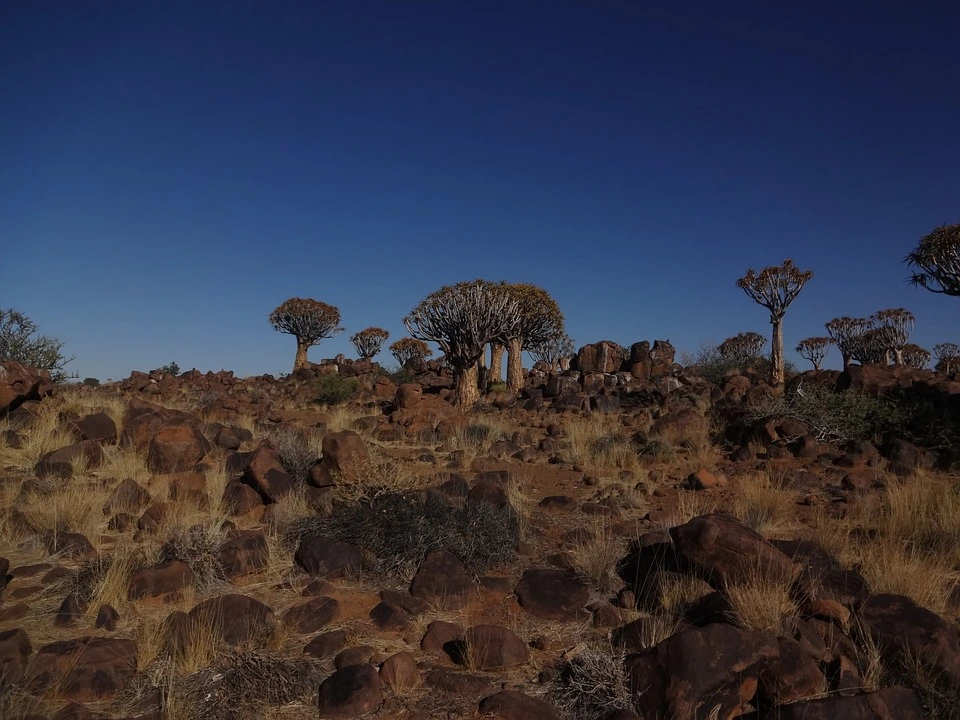 Namibia, Quiver Tree Forest