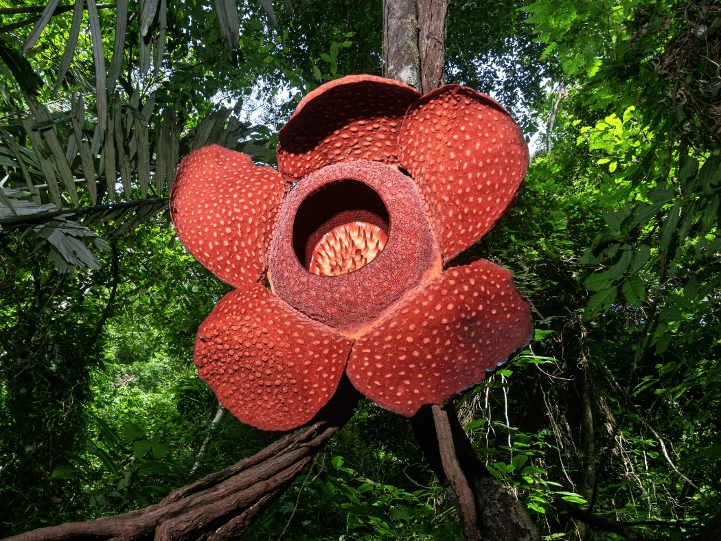 Rafflesia