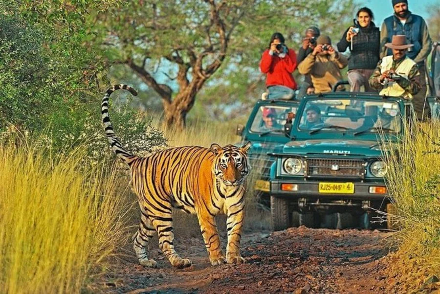 ranthambore_national_park_india