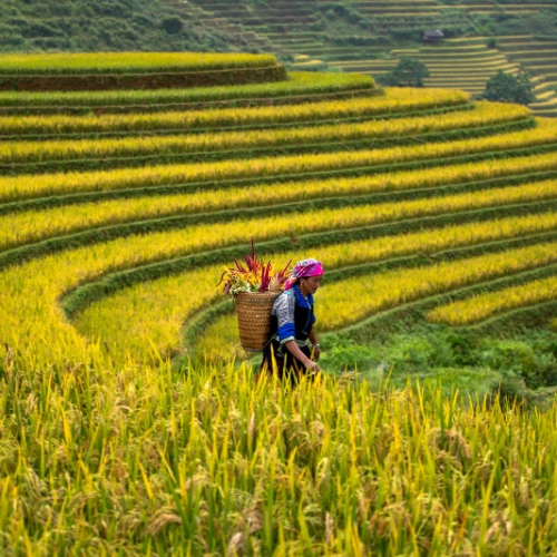 risaie-vietnam