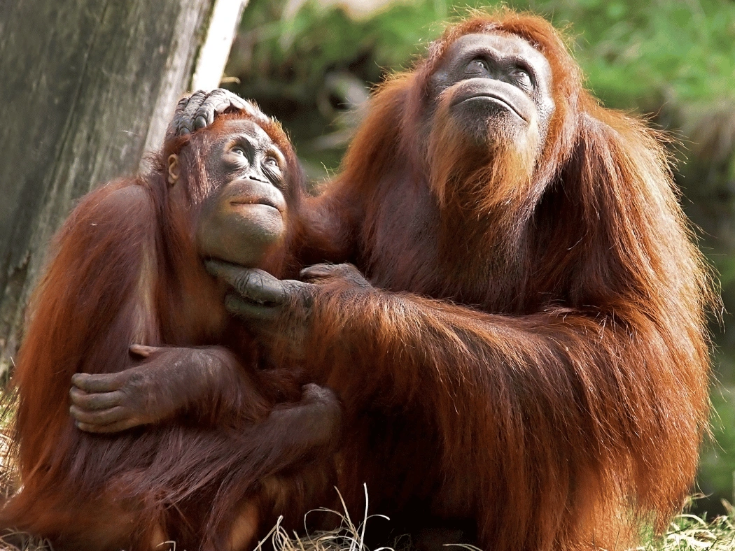 Sepilok_Orang_Utan_Rehabilitation_Centre