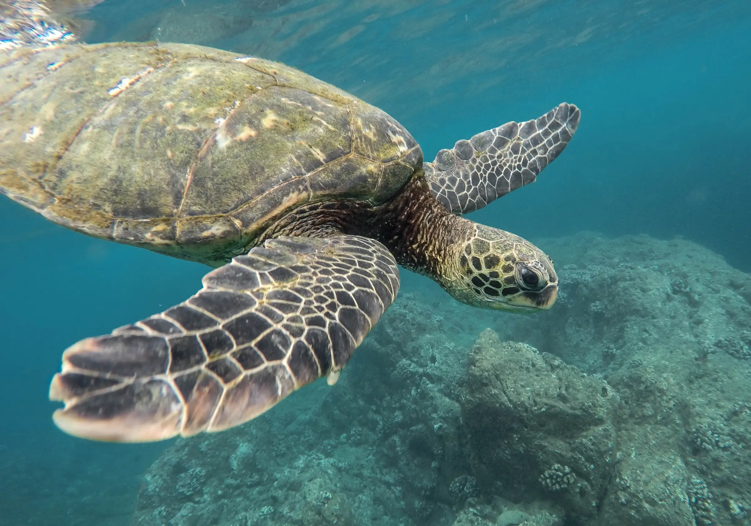 snorkeling-hawaii-day3