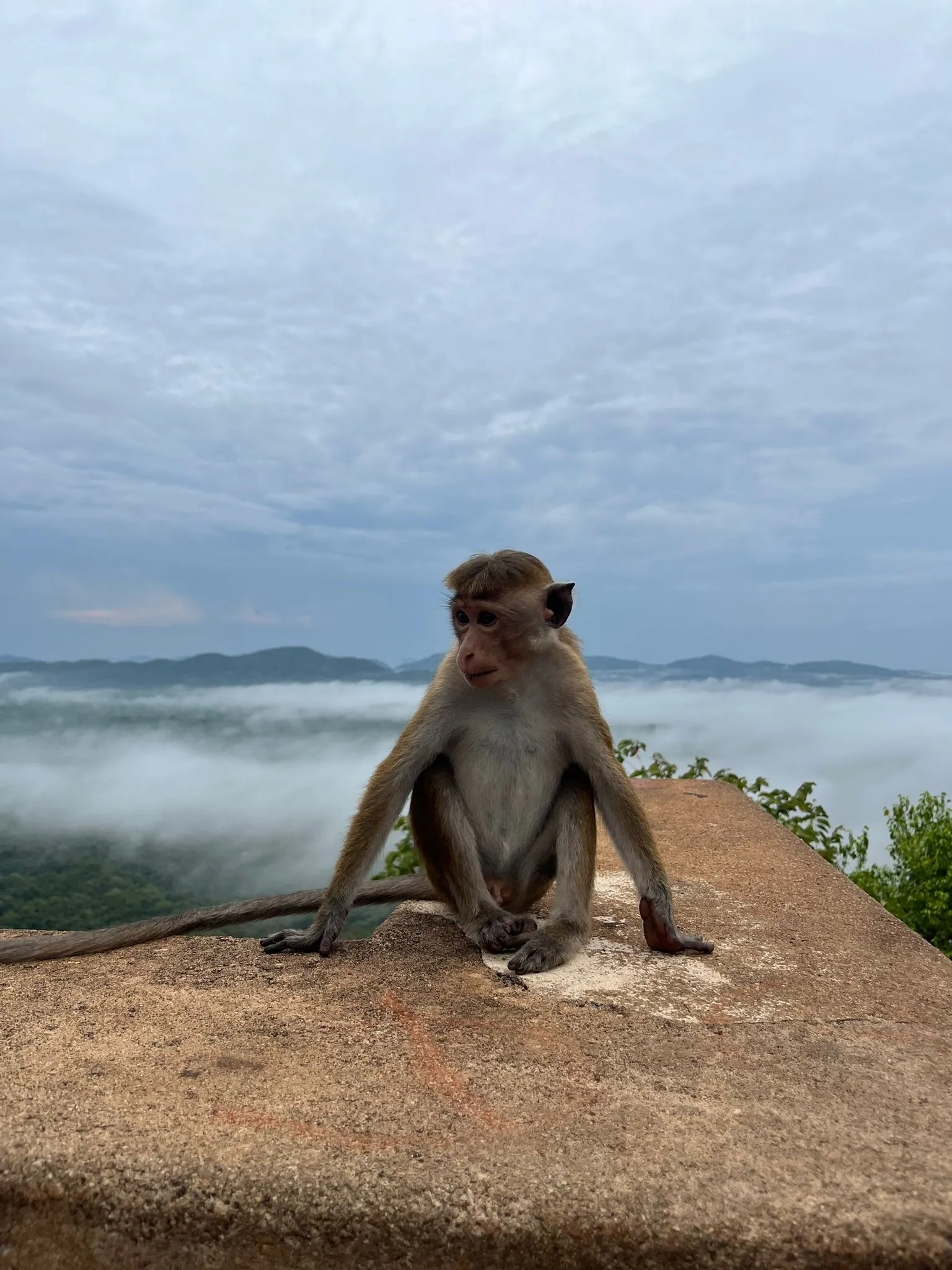 Sri_lanka_sigiriya4