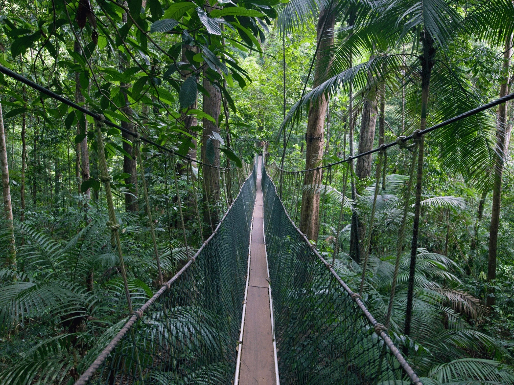 taman_negara_bridge