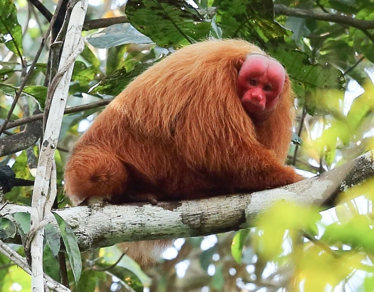 TamshiyacuRed-Uakari-Monkey-768x601