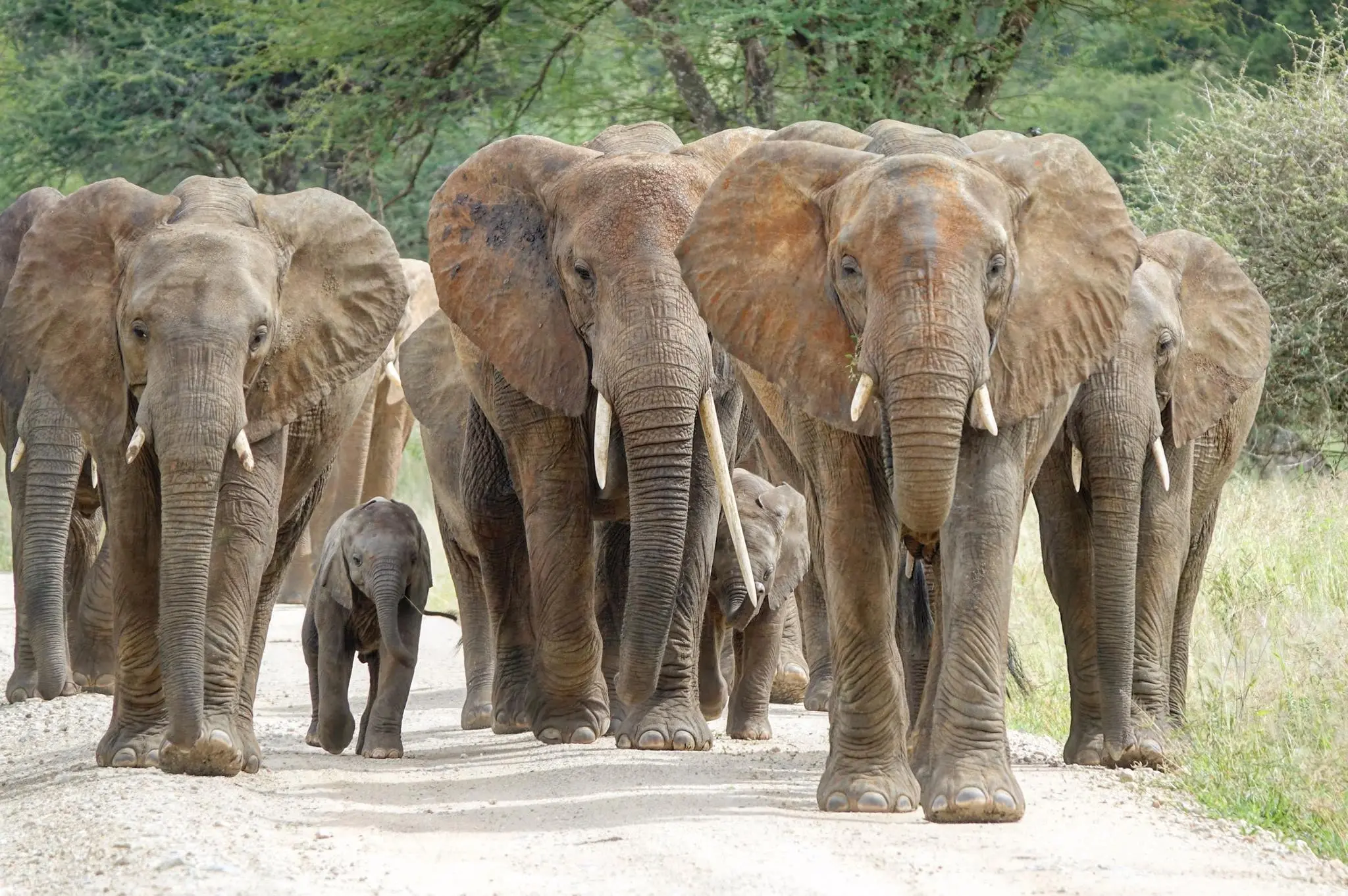 Tanzania_Tarangire_SL_Elephant_season