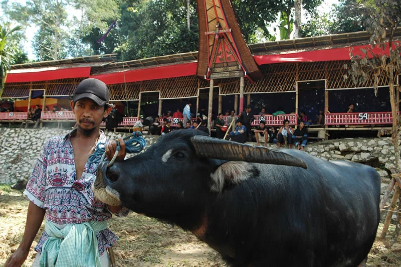 tedong_-toraja