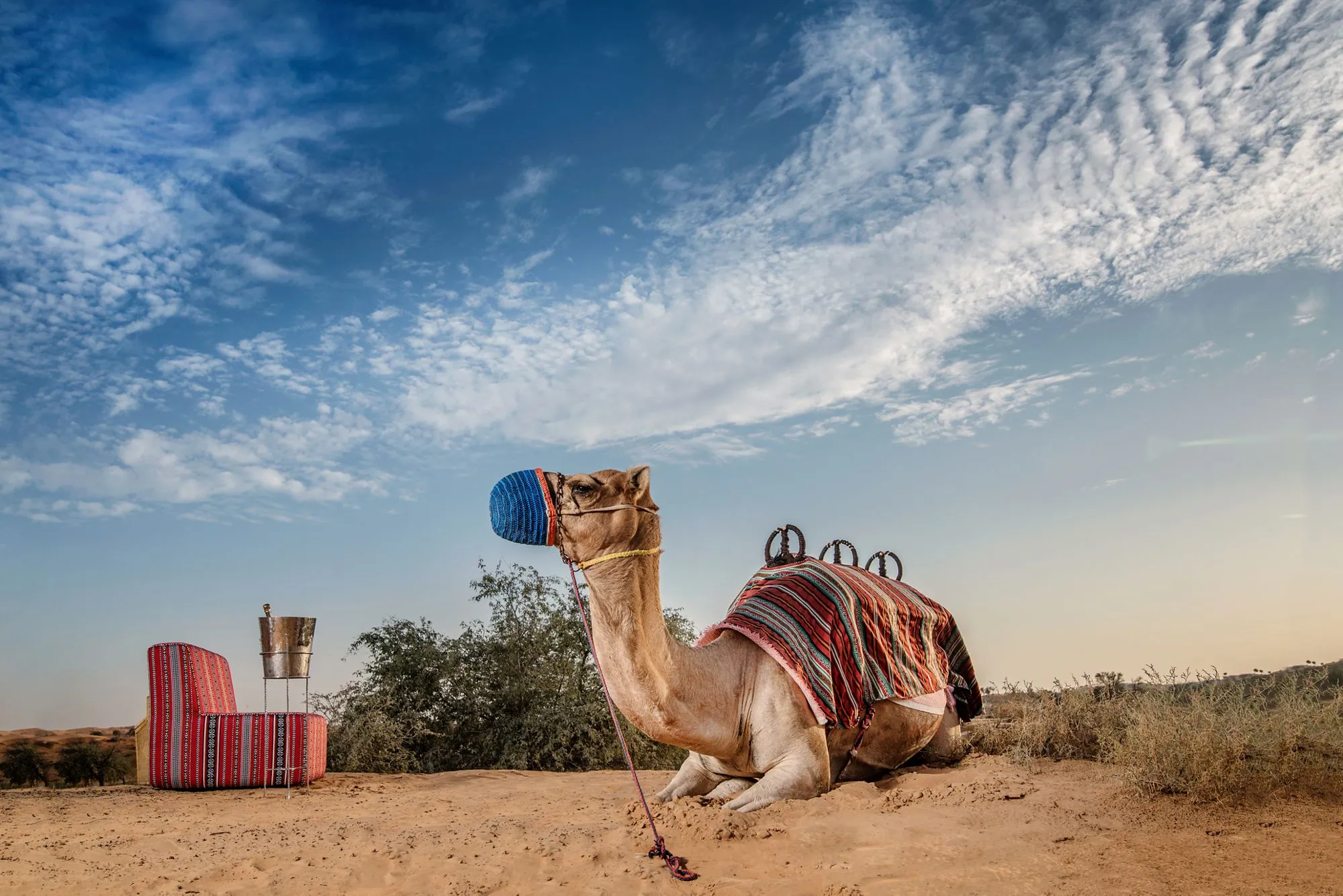 The_ritz_carlton_ras_al_khaimah_camel_riding