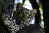 Leopardo Victoria Falls 