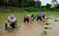 Ahsa_Farm_Stay_Rice_Paddies_Planting_04