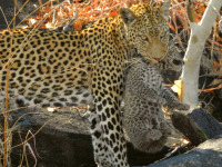 botswana_10