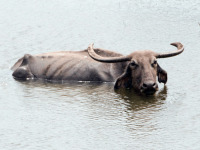 buffalo_sri_lanka