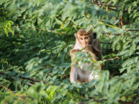 bundala_national_park_sri_lanka