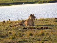 chobenationalpark00-min