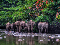 Danum_Valley_elephants