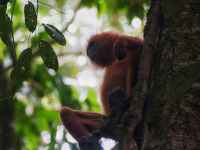 Danum_Valley_monkey